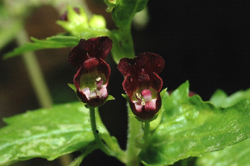 Scrophularia peregrina / Scrofularia annuale