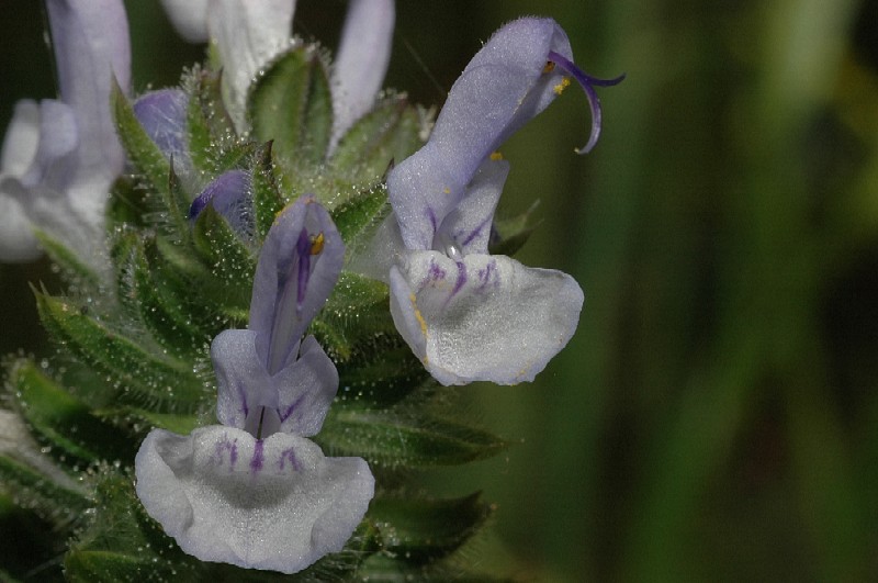 Salvia clandestina