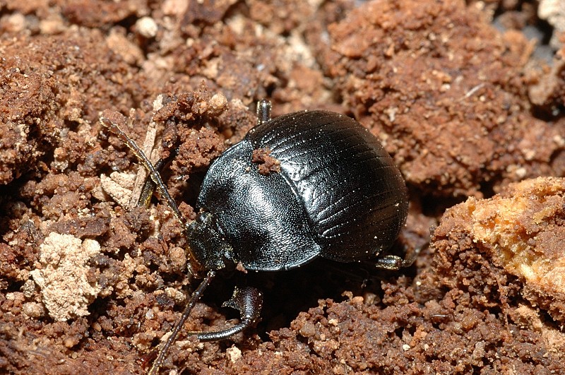 Enoplopus dentipes