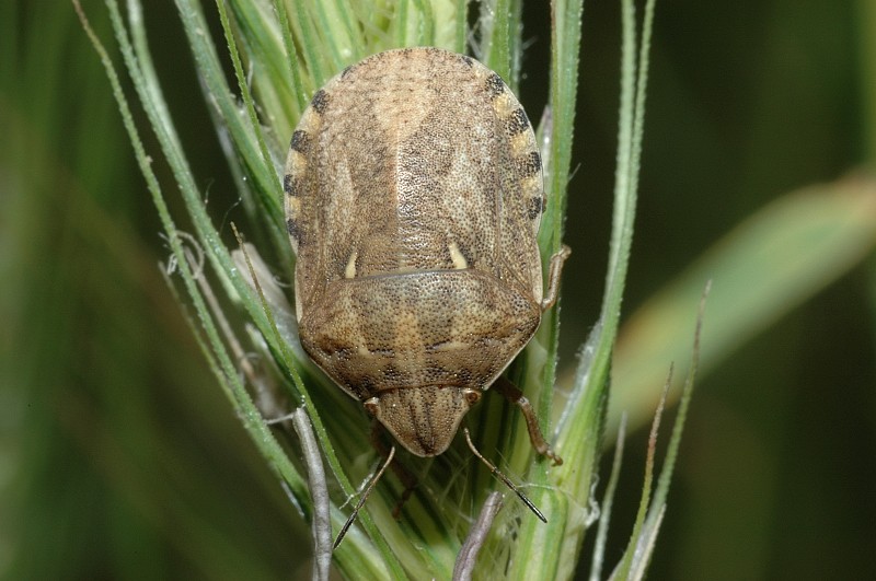 Eurygaster maura, Corymbia cordigera, Rutpela maculata