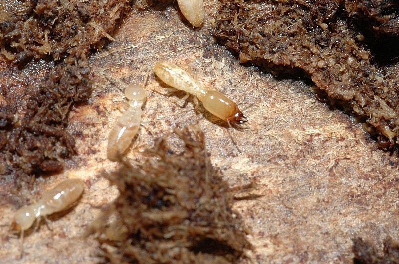 Termite Reticulitermes lucifugus