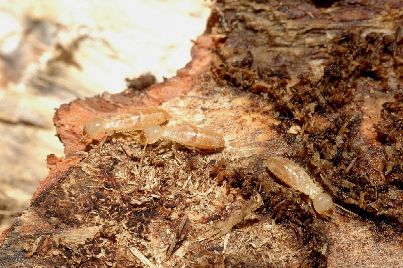 Termite Reticulitermes lucifugus