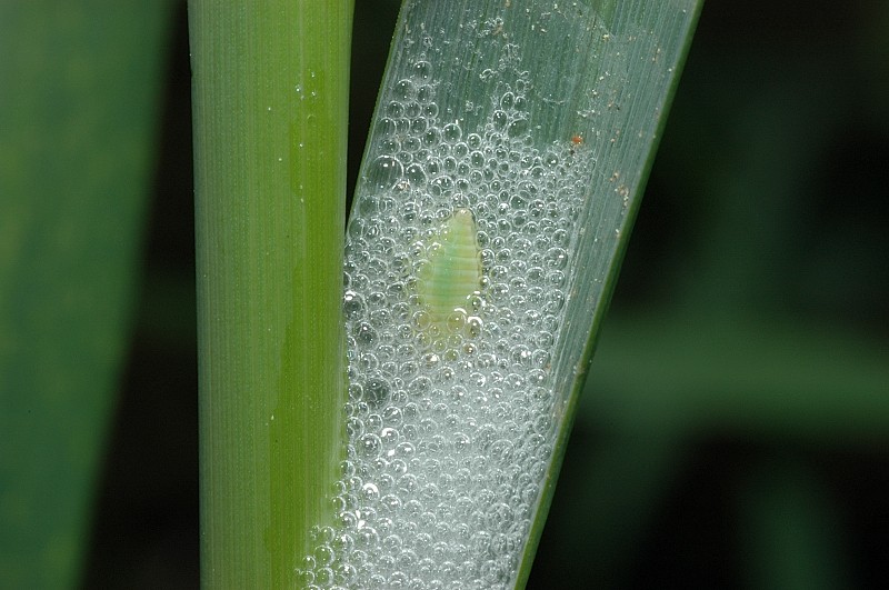 sputacchina Philaenus spumarius