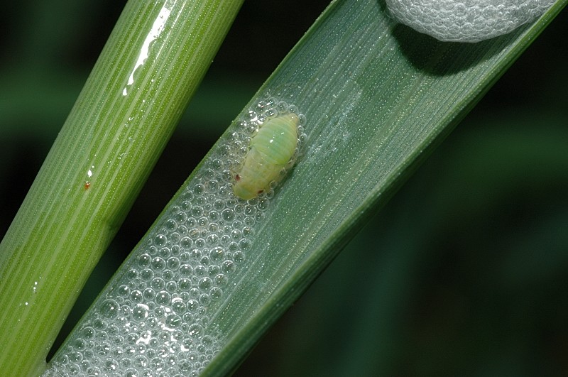 sputacchina Philaenus spumarius