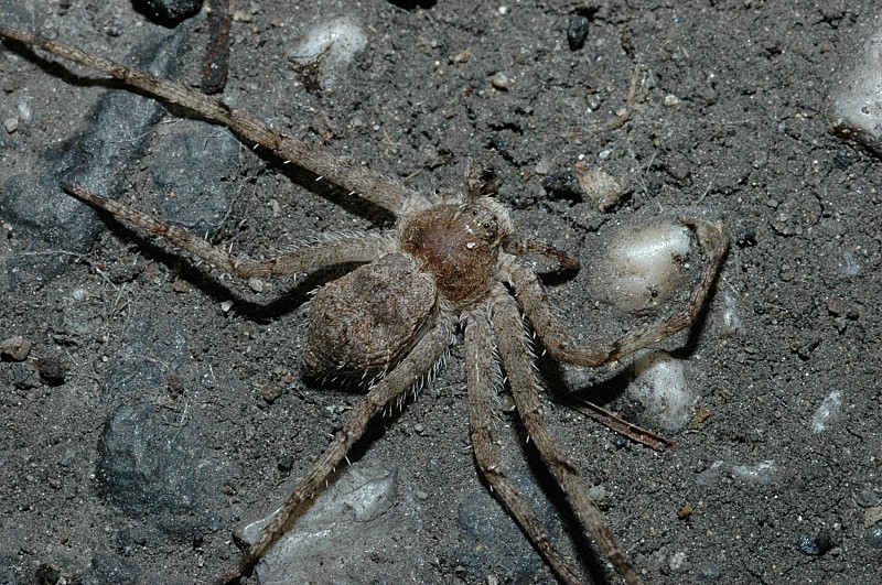 Tegenaria sp. e Philodromus sp.