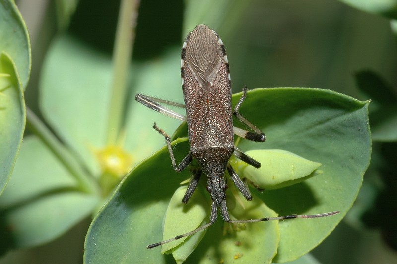 Due Heteroptera... Dicranocephalus agilis e Tritomegas?