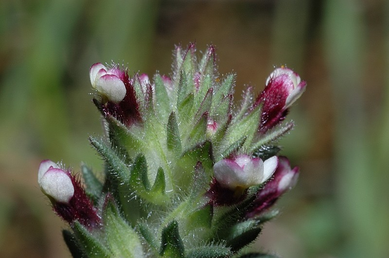 Parentucellia latifolia / Perlina rossiccia