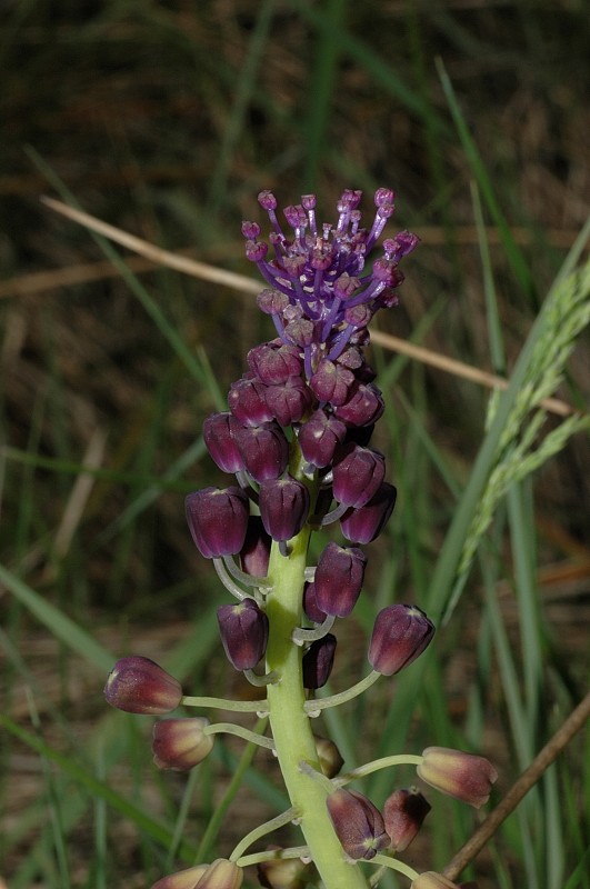 Muscari comosum / Lampagione