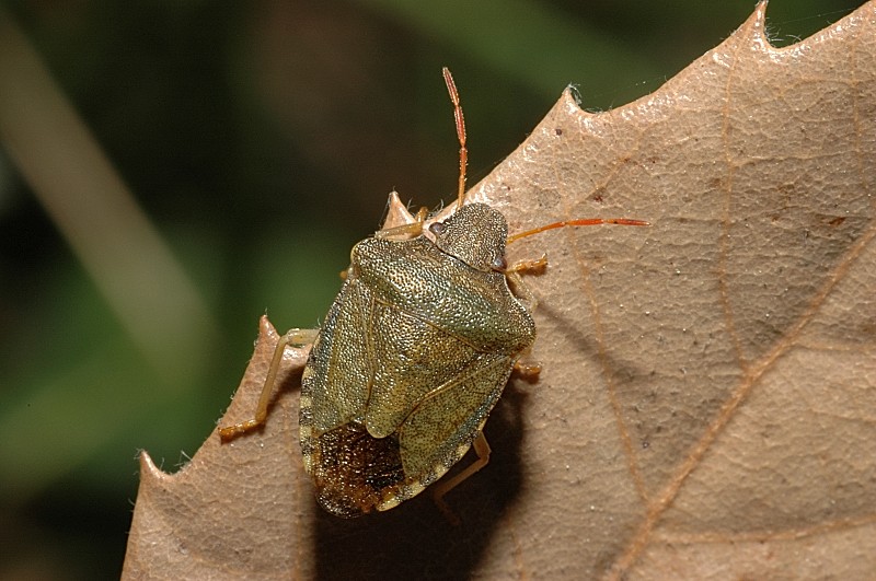 Holcostethus strictus, Carpocoris sp. (Heter., Pentatomidae)