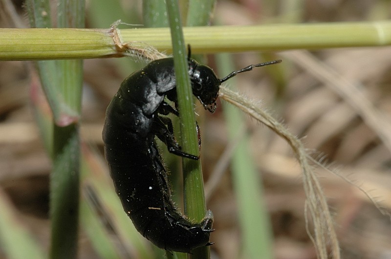 Larva del genere Silpha