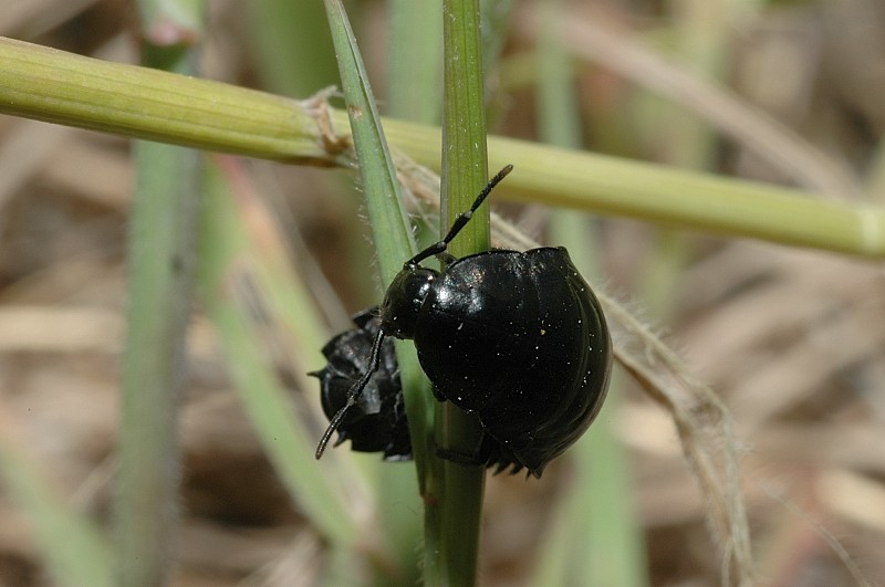 Larva del genere Silpha