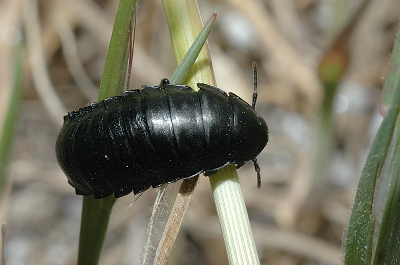 Larva del genere Silpha