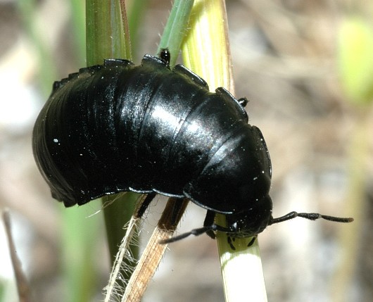 Larva del genere Silpha