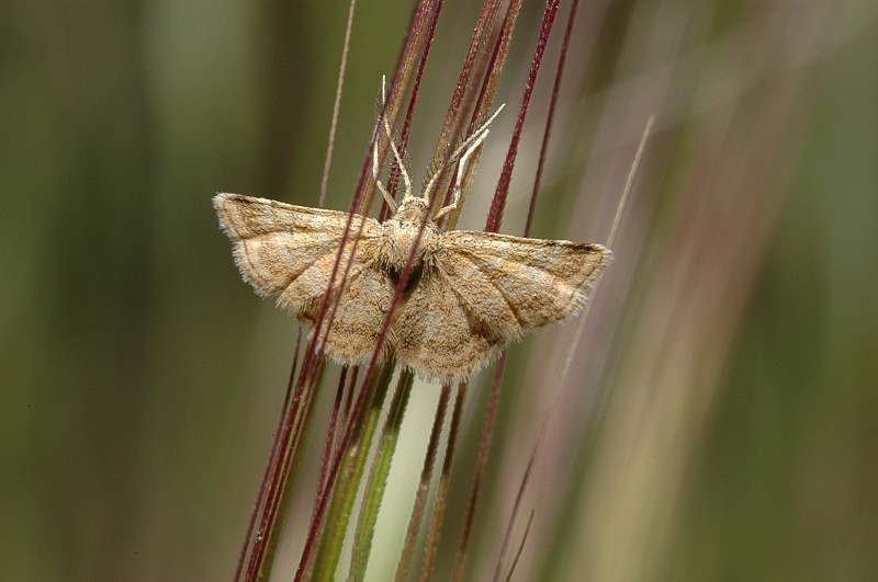 Idaea ochrata