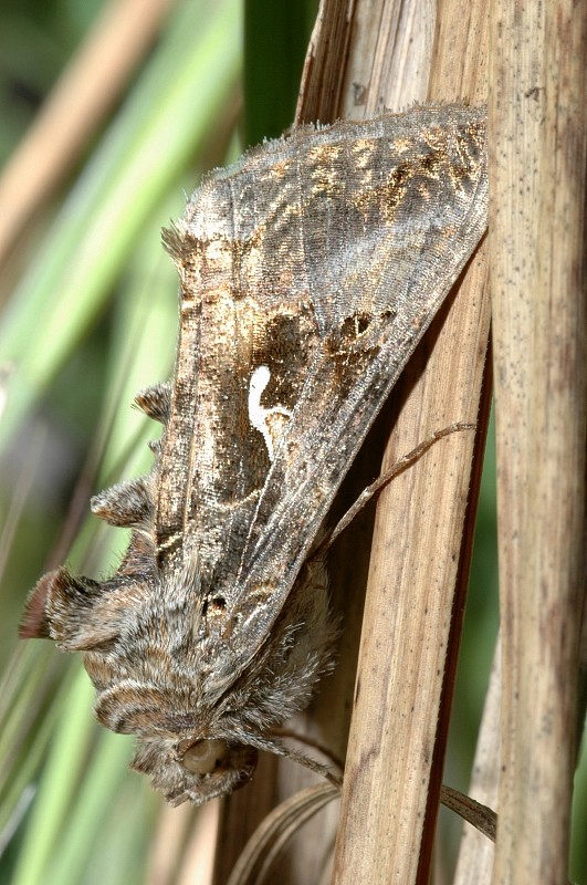 Ematurga atomaria maschio e Autographa gamma