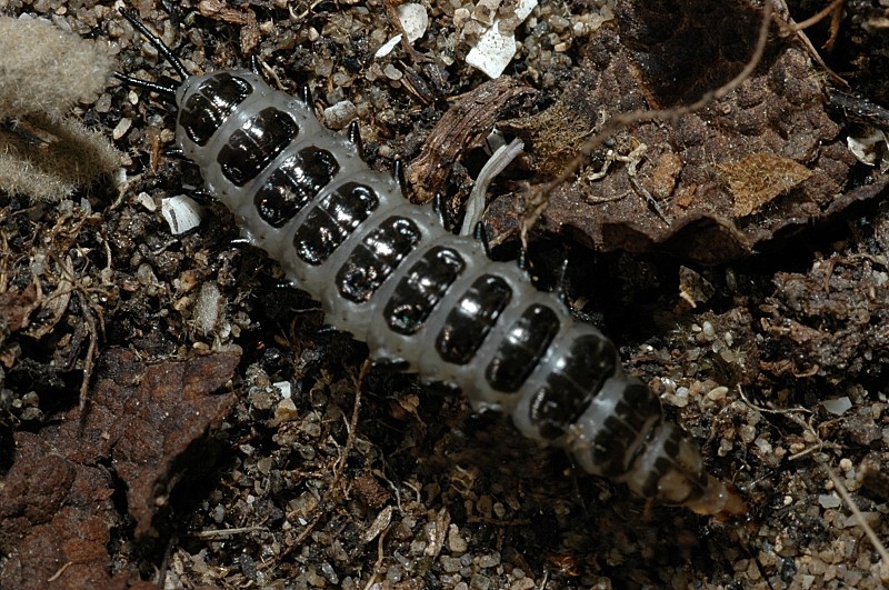 Larva di Carabidae