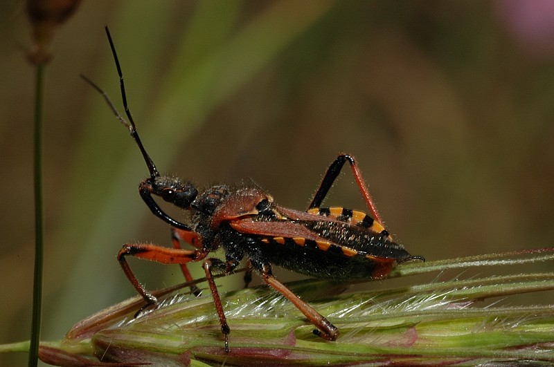 Un vecchio amico, Rhynocoris iracundus