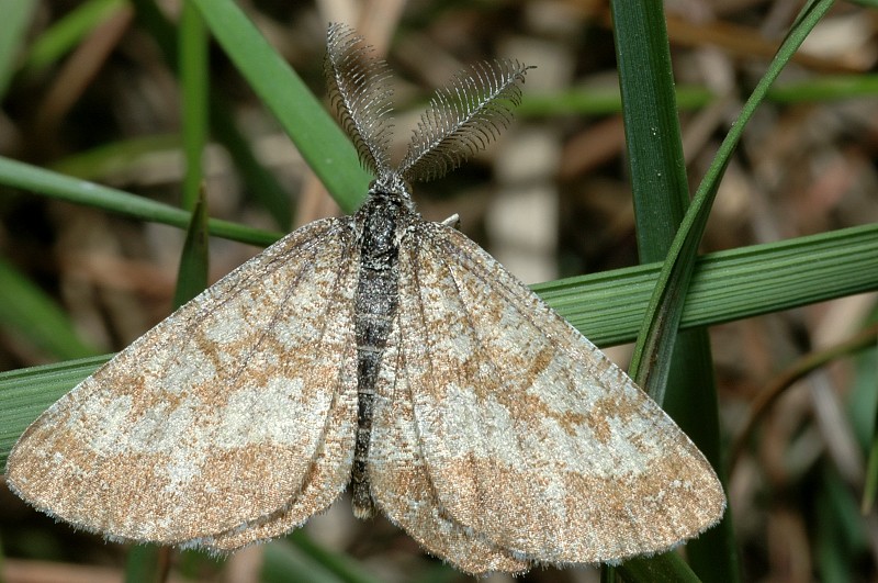 Ematurga atomaria maschio e Autographa gamma