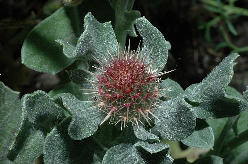 Centaurea sphaerocephala / Fiordaliso delle spiagge
