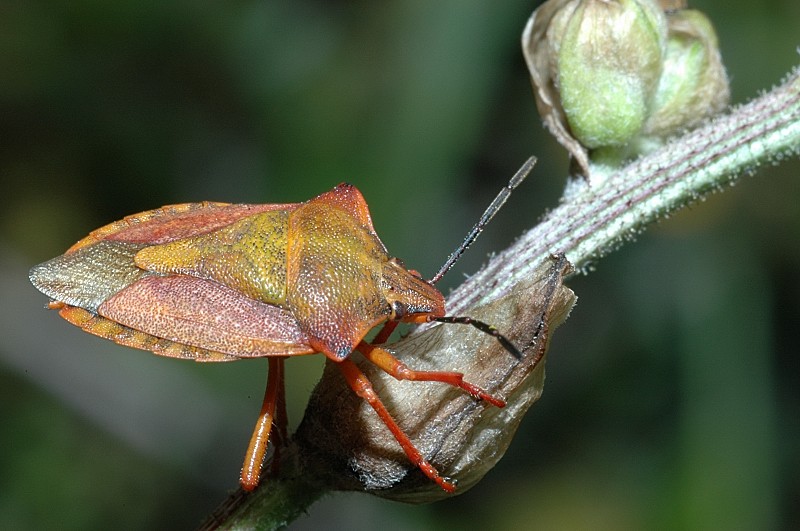 Holcostethus strictus, Carpocoris sp. (Heter., Pentatomidae)