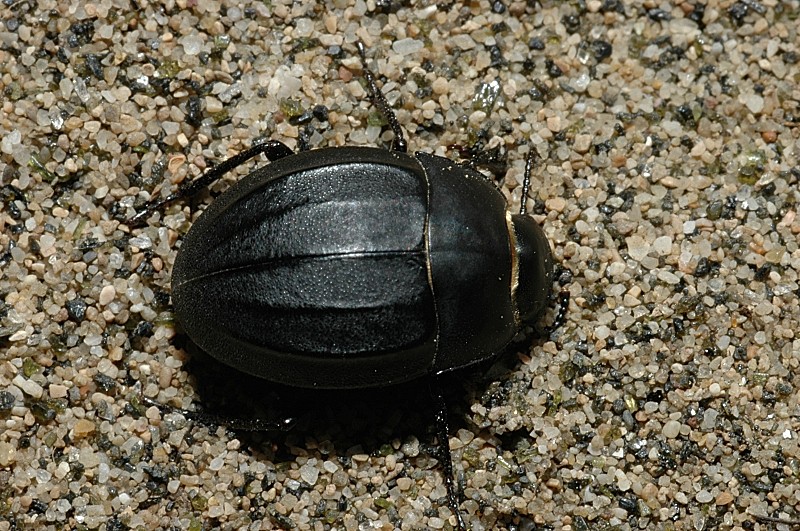 Erodius siculus neapolitanus