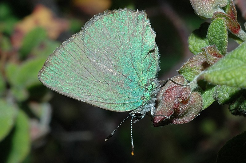 Callophrys rubi