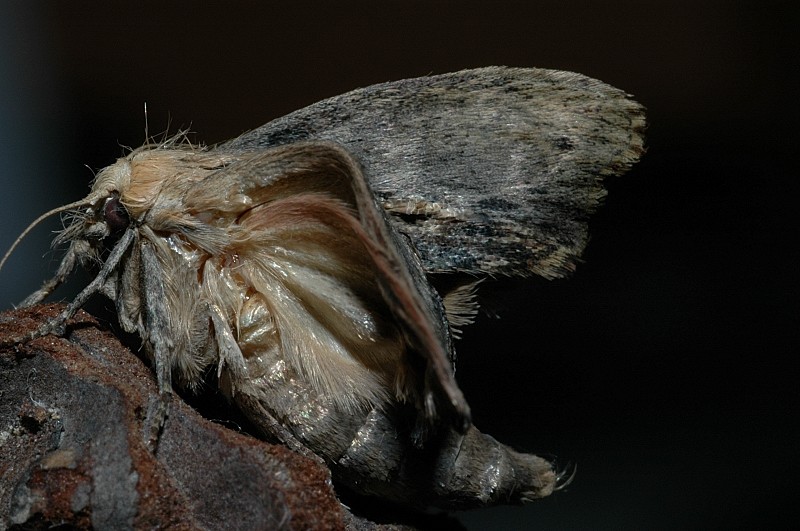 Camola del miele Galleria mellonella