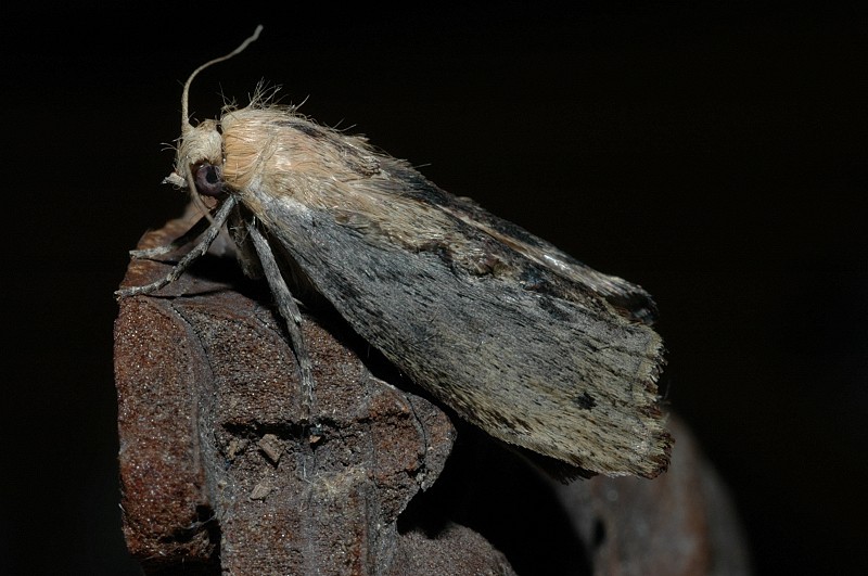 Camola del miele Galleria mellonella