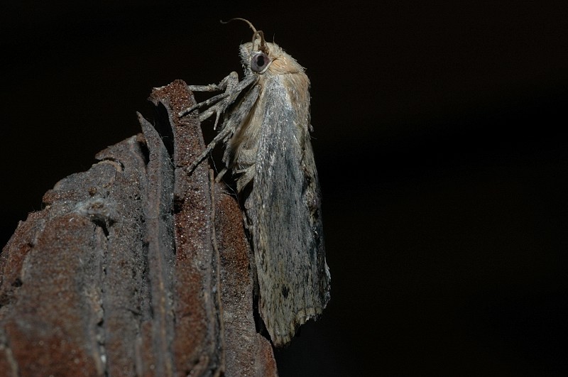 Camola del miele Galleria mellonella