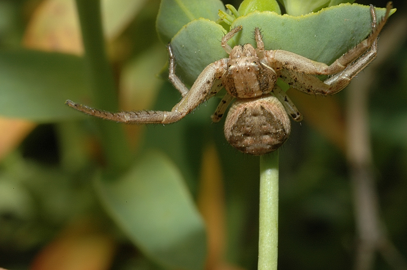 Amaurobius sp. e Xysticus sp.