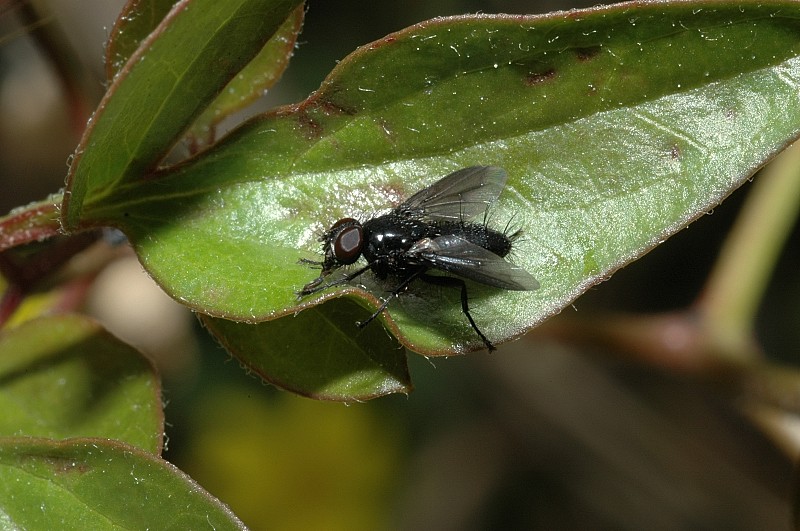 Piccolo dittero nero: Rhinophoridae