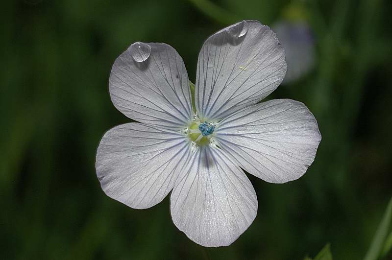 Linum usitatissimum subsp. angustifolium (=L. bienne) / Lino selvatico