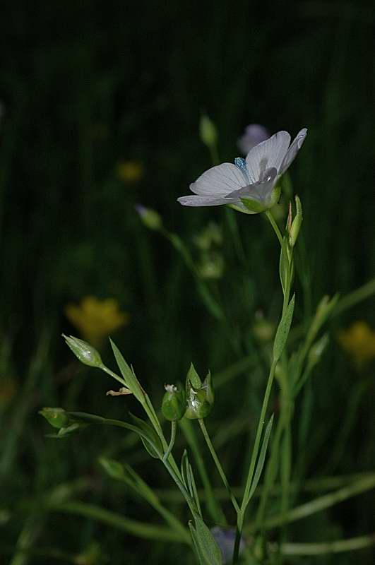 Linum usitatissimum subsp. angustifolium (=L. bienne) / Lino selvatico