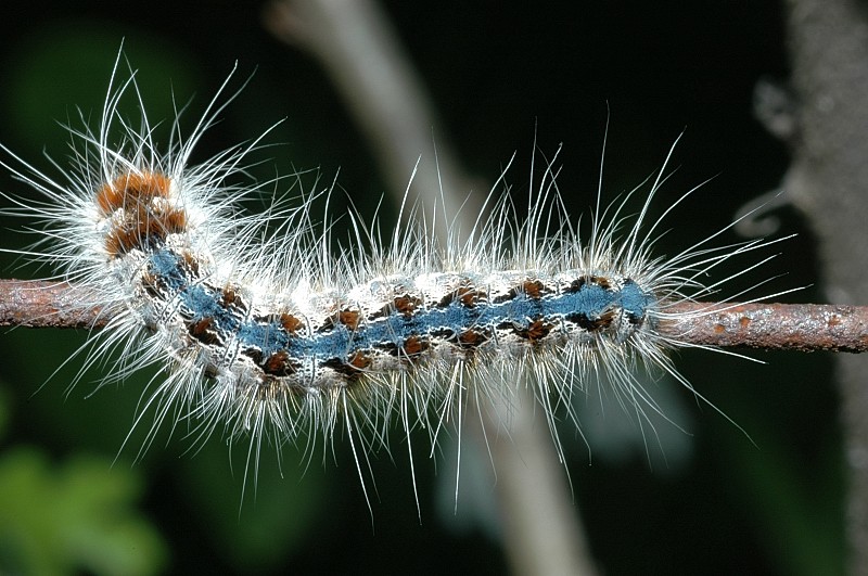 Bruco di Eriogaster rimicola