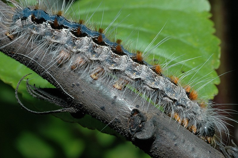 Bruco di Eriogaster rimicola