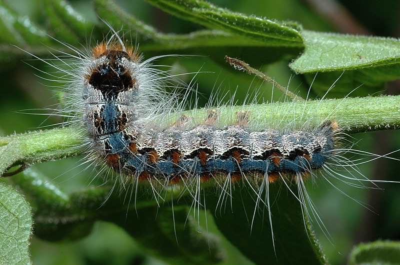 Bruco di Eriogaster rimicola