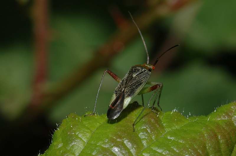 Closterotomus trivialis (Heteroptera, Miridae)