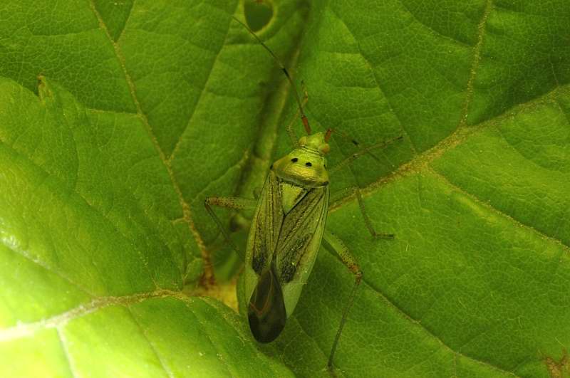 Closterotomus trivialis (Heteroptera, Miridae)