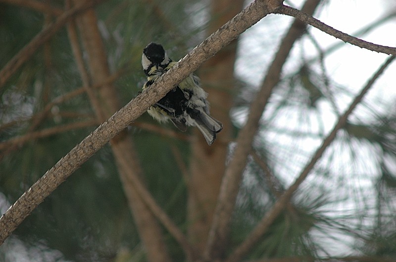 cinciallegra - parus major