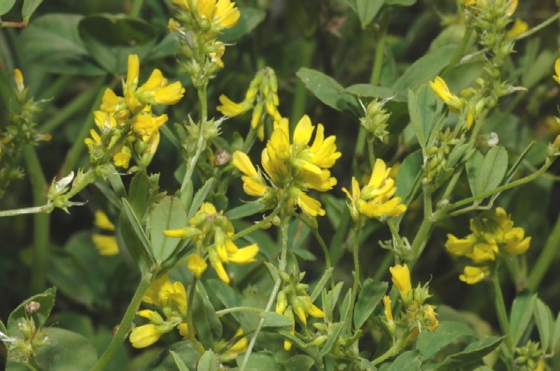 Medicago falcata