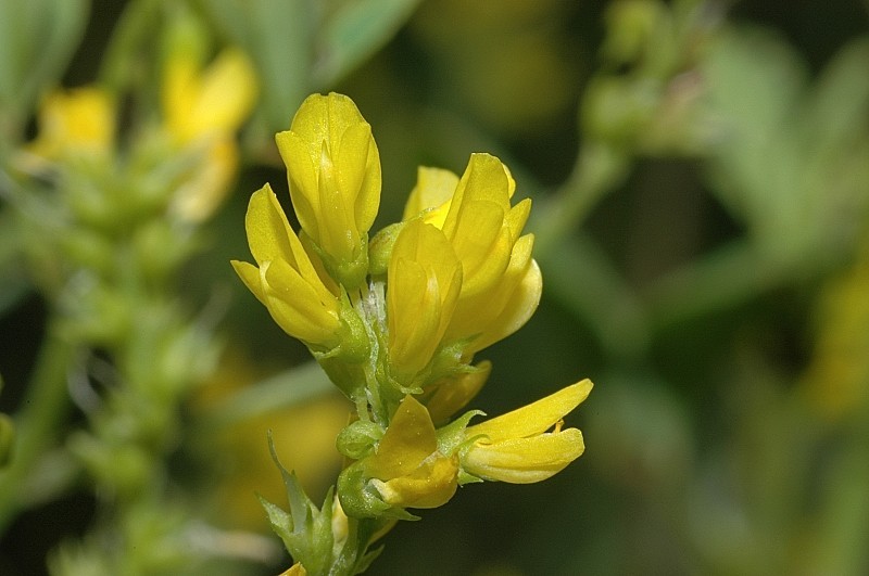 Medicago falcata