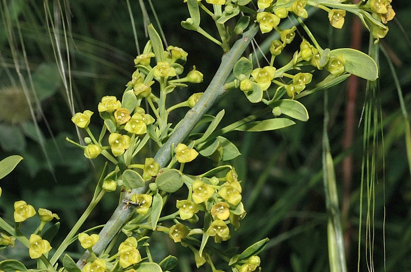 Osyris alba / Ginestrella comune