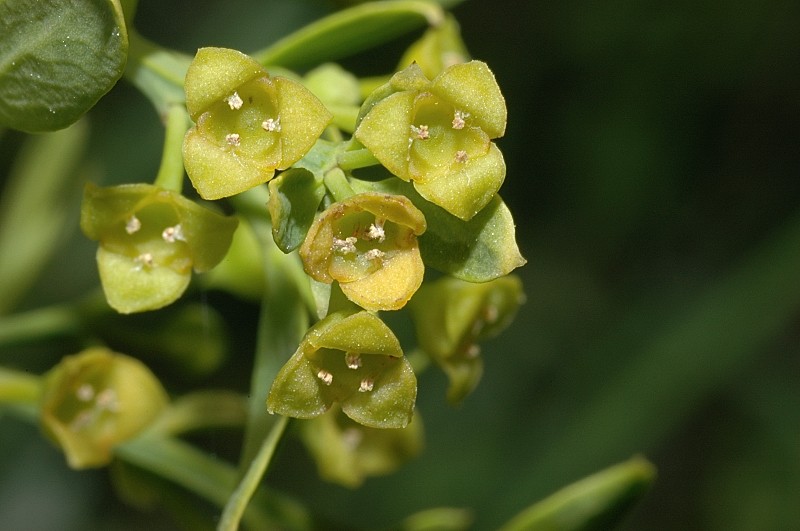 Osyris alba / Ginestrella comune