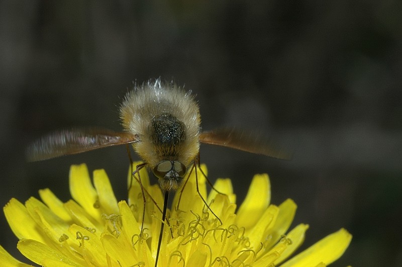 Bombylius sp.