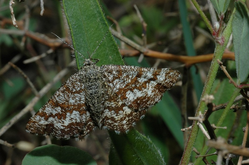 Ematurga atomaria femmina