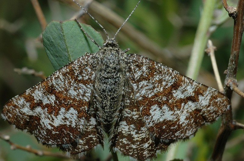 Ematurga atomaria femmina