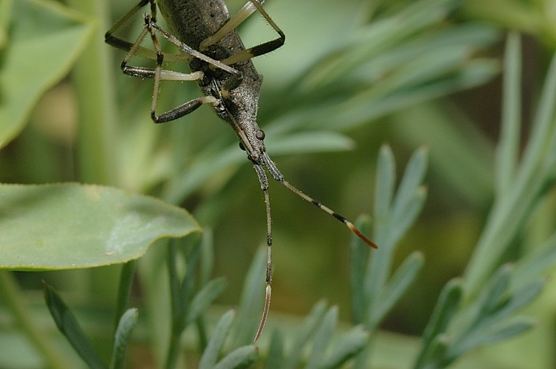 Due Heteroptera... Dicranocephalus agilis e Tritomegas?