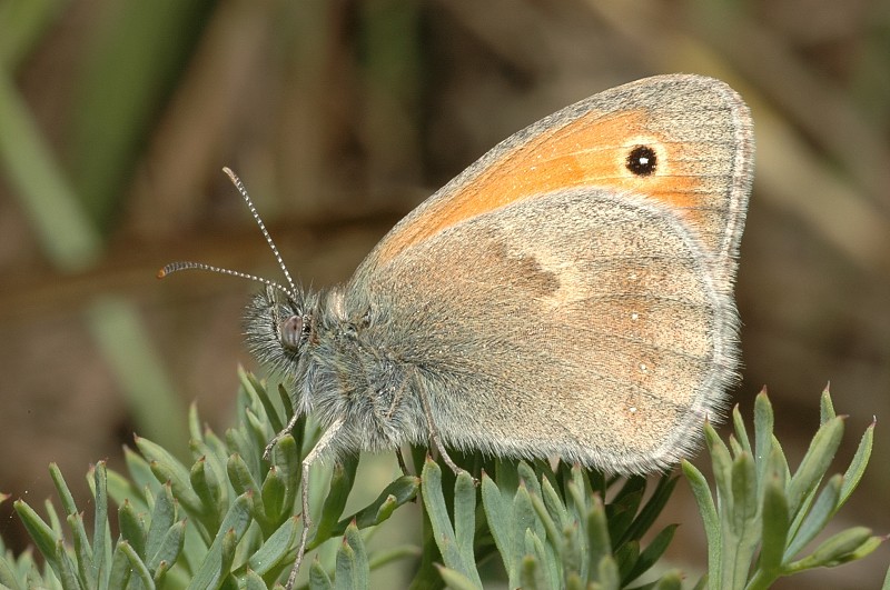 Coenonympha pamphilus