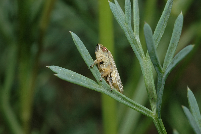 aphrophora? No, Philaenus spumarius
