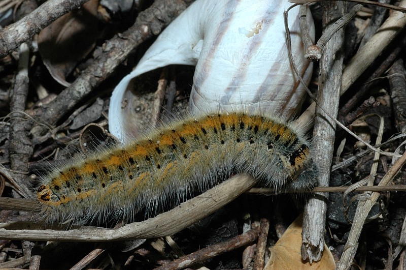 Bruco di Lasiocampa trifolii